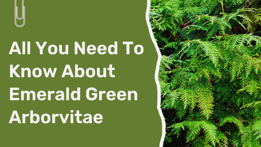 All You Need To Know About Emerald Green Arborvitae